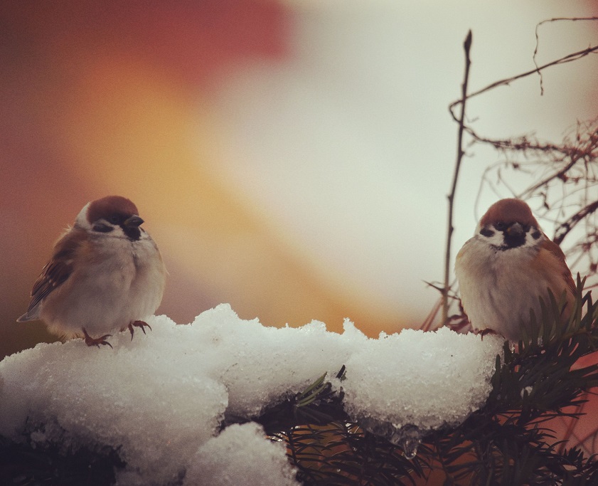 photo of birds in winter season on the sygnis article about bird feeding and cooperation with Ptaki Polskie